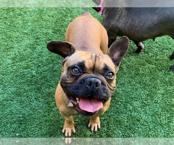 Medium Photo #1 French Bulldog-Unknown Mix Puppy For Sale in Moreno Valley, CA, USA