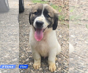 Great Pyrenees-Unknown Mix Dogs for adoption in Alexander, AR, USA