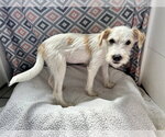Small #2 Mutt