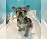 Small #1 French Bulldog