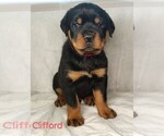 Puppy Clifford Rottweiler