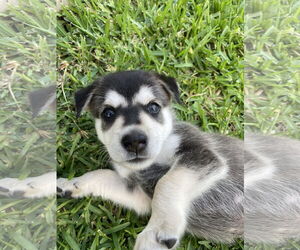 Huskies -Labrador Retriever Mix Dogs for adoption in The Woodlands, TX, USA