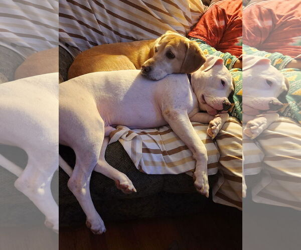 Medium Photo #7 Mutt Puppy For Sale in Philadelphia, PA, USA