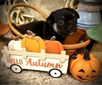 Small #2 Chihuahua