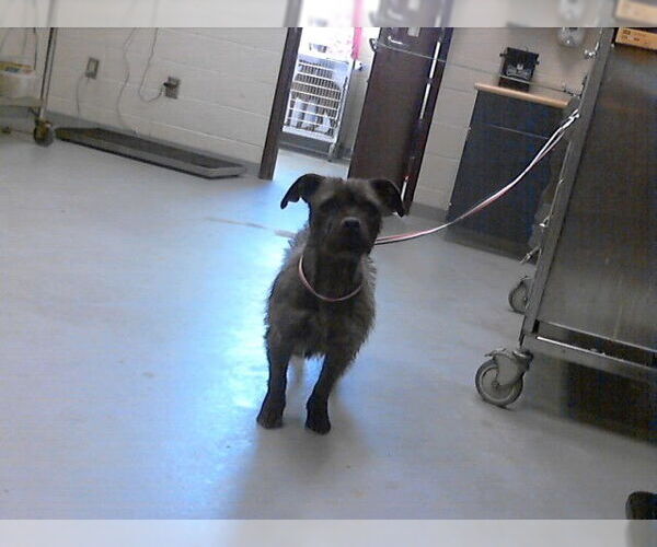 Medium Photo #1 Mutt Puppy For Sale in Fayetteville, NC, USA