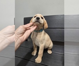 Labrador Retriever Puppy for sale in APPOMATTOX, VA, USA