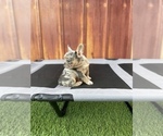 Small Photo #29 French Bulldog Puppy For Sale in OCEANSIDE, CA, USA