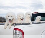 Small Photo #6 Maremma Sheepdog Puppy For Sale in CONWAY, MO, USA