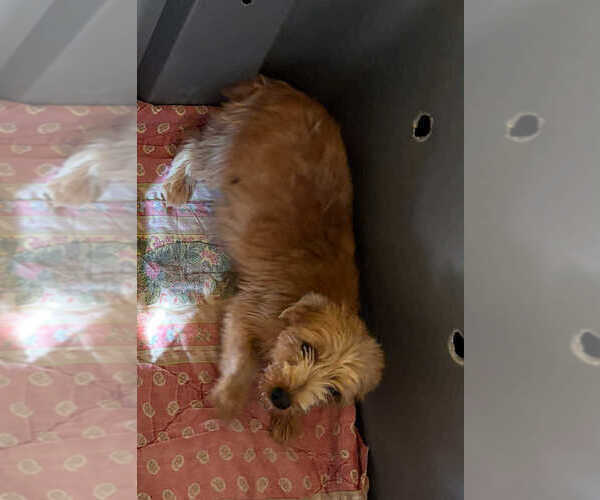 Medium Photo #1 Yorkshire Terrier Puppy For Sale in HILLSBORO, TX, USA