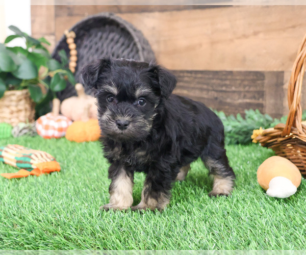 Medium Photo #3 Schnauzer (Miniature) Puppy For Sale in SYRACUSE, IN, USA