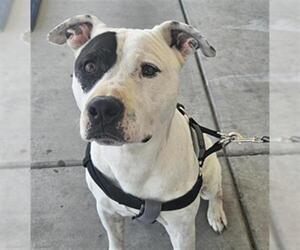 American Bulldog Dogs for adoption in Bakersfield, CA, USA