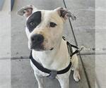 Small American Bulldog