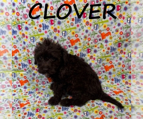 Medium Photo #3 Schnoodle (Miniature) Puppy For Sale in HARTLAND, MN, USA