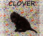 Small #2 Schnoodle (Miniature)
