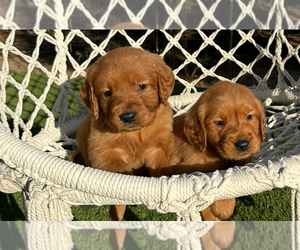 Golden Retriever Puppy for sale in BEVERLY HILLS, CA, USA