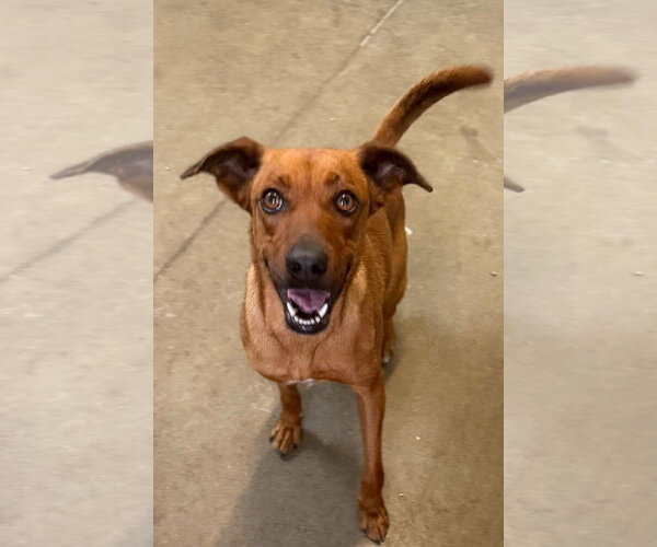 Medium Photo #1 Boxerhuahua Puppy For Sale in Oakhurst, NJ, USA