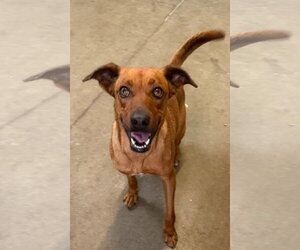 Boxerhuahua Dogs for adoption in Oakhurst, NJ, USA