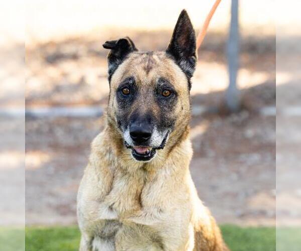 Medium Photo #1 German Shepherd Dog-Unknown Mix Puppy For Sale in Camarillo, CA, USA