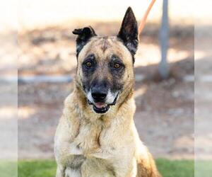 German Shepherd Dog-Unknown Mix Dogs for adoption in Camarillo, CA, USA