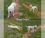 Small Photo #1 Dogo Argentino Puppy For Sale in RYAN, OK, USA