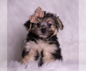 Medium Morkie