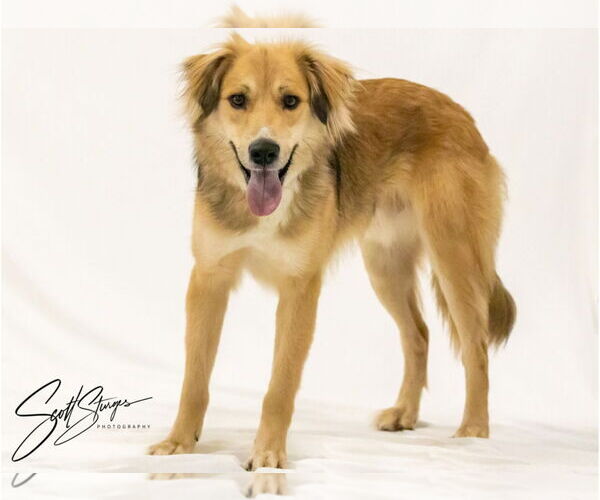 Medium Photo #1 Golden Retriever-Unknown Mix Puppy For Sale in Brooklyn Center, MN, USA