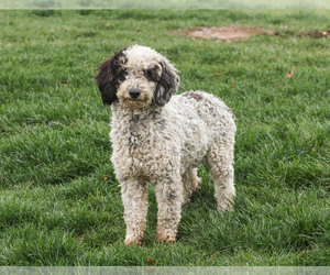 Mother of the Bernedoodle puppies born on 01/20/2021