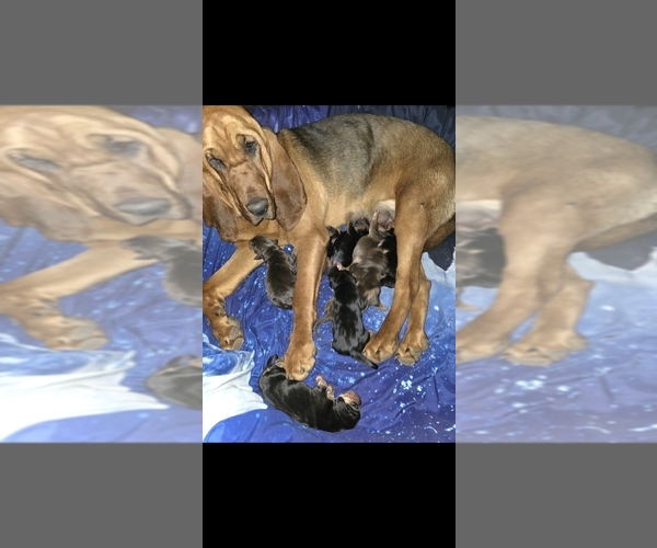 Medium Photo #1 Bloodhound Puppy For Sale in ALBUQUERQUE, NM, USA