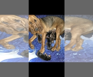 Mother of the Bloodhound puppies born on 03/28/2026