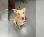 Small American Pit Bull Terrier-Labrador Retriever Mix