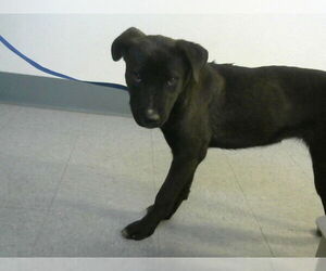 Mutt Dogs for adoption in Big Bear City, CA, USA