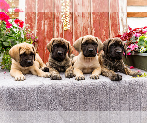 Mastiff Puppy for Sale in WAKARUSA, Indiana USA