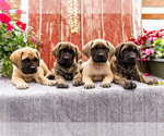 Small Mastiff