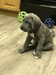 Small Photo #5 Great Dane Puppy For Sale in REDDING, CA, USA