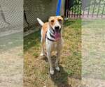 Small #1 Whippet