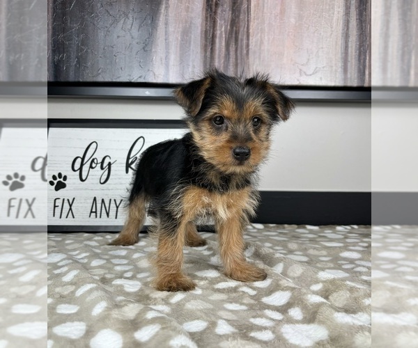 Medium Photo #3 Yorkshire Terrier Puppy For Sale in INDIANAPOLIS, IN, USA
