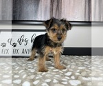 Small #2 Yorkshire Terrier