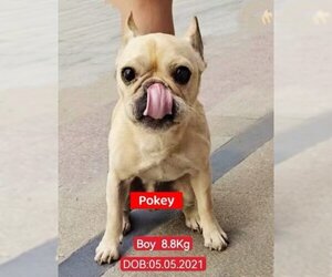 French Bulldog Dogs for adoption in West Hollywood, CA, USA