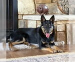 Small #4 German Shepherd Dog Mix