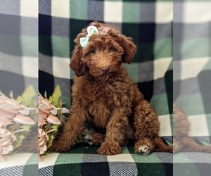 Goldendoodle (Miniature) Puppy for sale in NOTTINGHAM, PA, USA