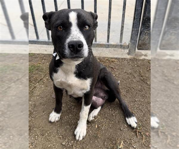 Medium Photo #1 Mutt Puppy For Sale in Riverside, CA, USA