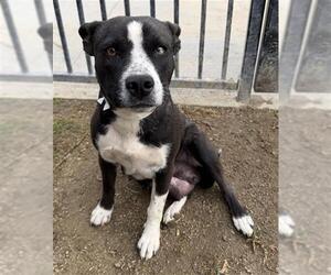 Mutt Dogs for adoption in Riverside, CA, USA