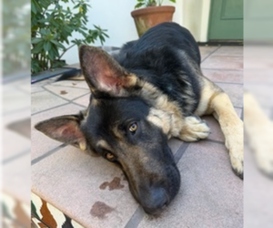 German Shepherd Dog Dogs for adoption in Cupertino, CA, USA