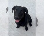 Small #5 Labrador Retriever Mix