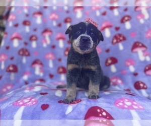 Australian Cattle Dog Puppy for sale in LAKELAND, FL, USA