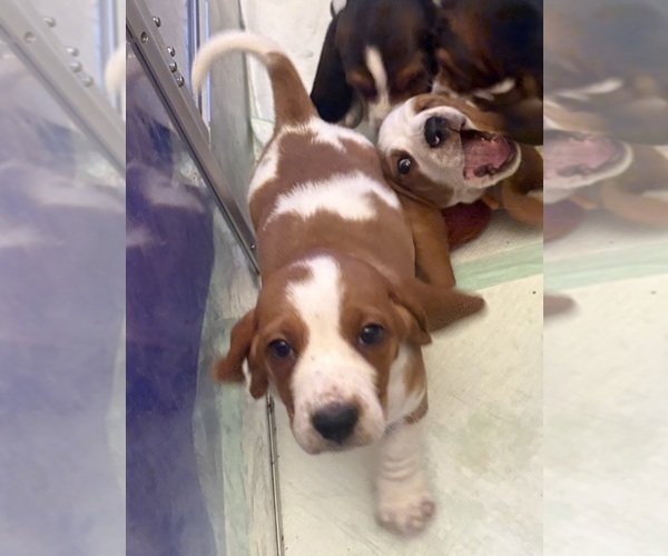 Medium Photo #9 Basset Hound Puppy For Sale in VERNON ROCKVILLE, CT, USA