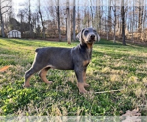 Doberman Pinscher Puppy for sale in NEWTON, NC, USA