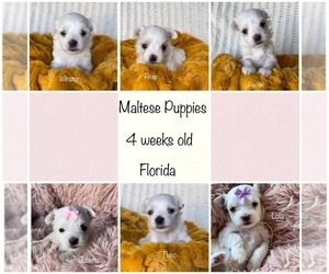 Maltese Puppy for sale in NEW PORT RICHEY, FL, USA