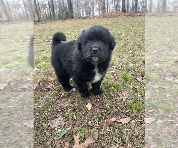 Medium Photo #2 Newfoundland-Samoyed Mix Puppy For Sale in ODENTON, MD, USA