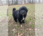 Small #1 Newfoundland-Samoyed Mix